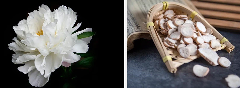 White Peony.jpg